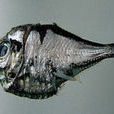 頭棘燭光魚 頭棘燭光魚