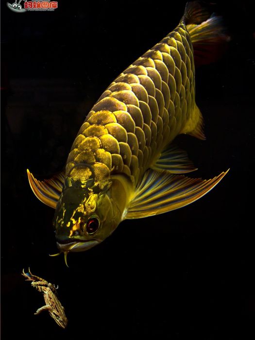 魚與水溫 魚與水溫