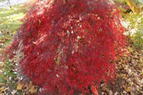 Acer palmatum var. dissectum \x27Tamukeyama\x27 Acer palmatum var. dissectum \x27Tamukeyama\x27