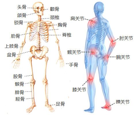鎖子骨 鎖子骨