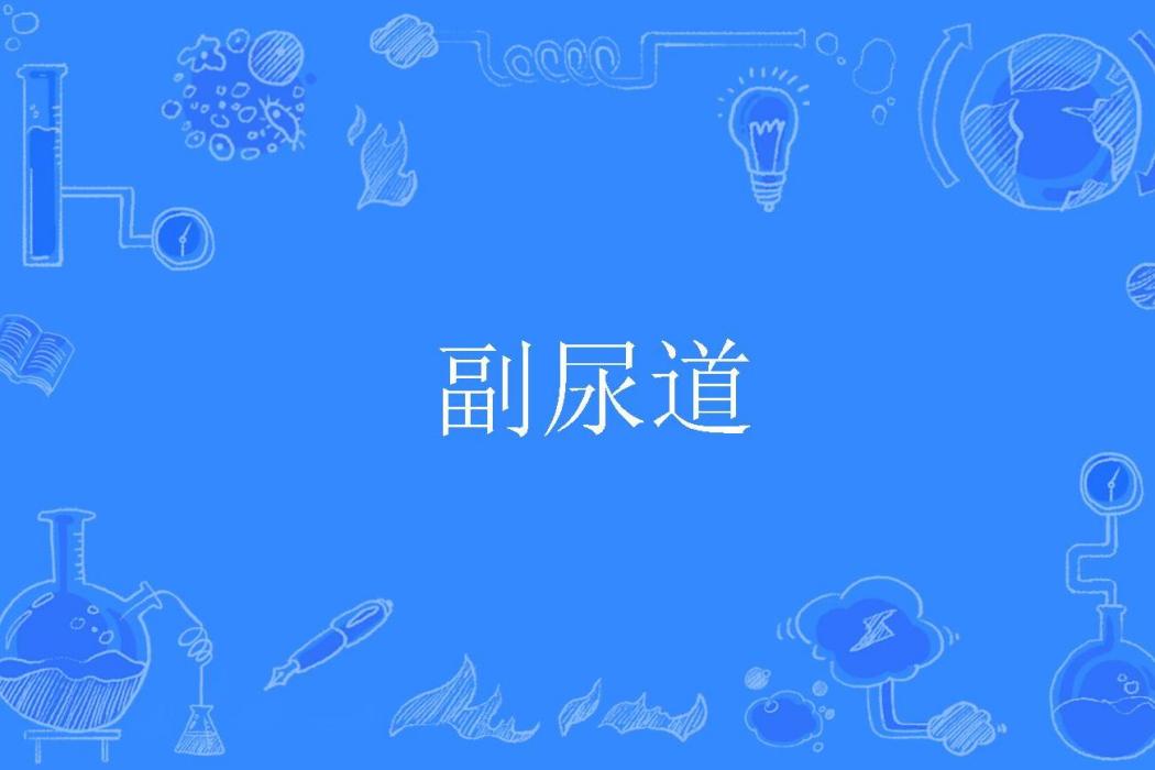 副尿道 副尿道