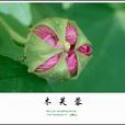 地芙蓉 地芙蓉