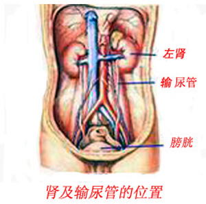 腎和輸尿管的位置