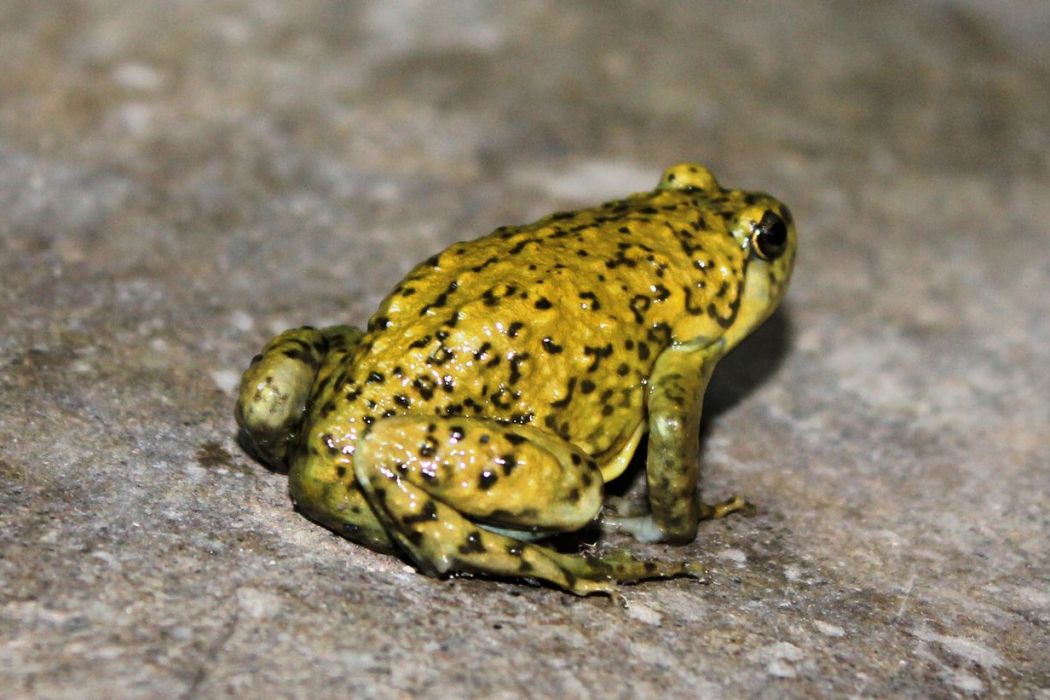 狹口蛙屬 狹口蛙屬