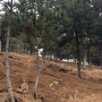 太行山野兔 太行山野兔