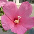 美洲芙蓉 美洲芙蓉