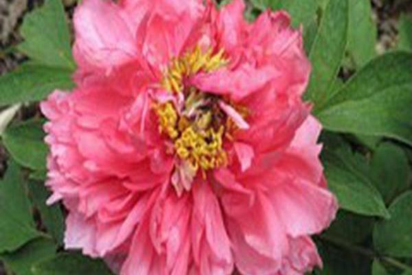 Paeonia suffruticosa \x27Shan Hu Tai\x27 CORAL TERRACE Paeonia suffruticosa \x27Shan Hu Tai\x27 CORAL TERRACE