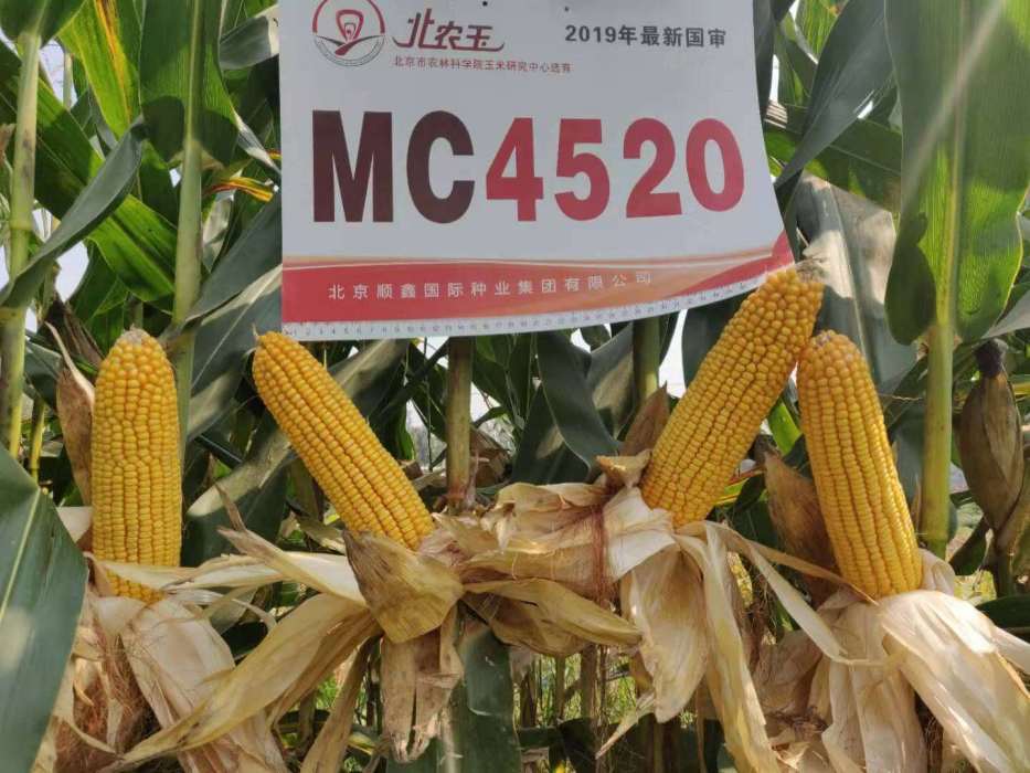 MC4520 MC4520