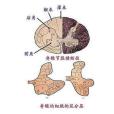 灰質簇 灰質簇