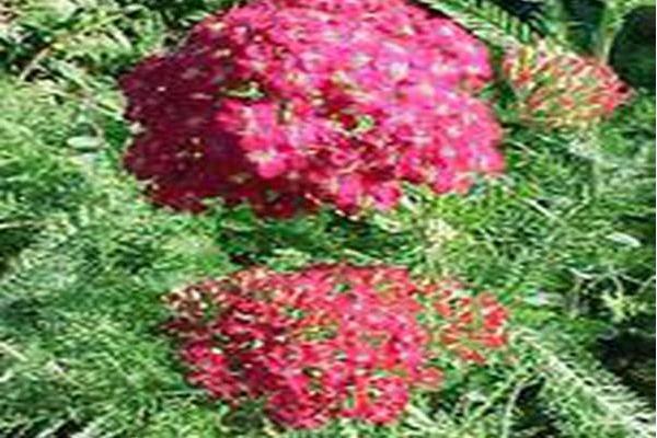 Achillea \x27Feuerland\x27 FIRELAND