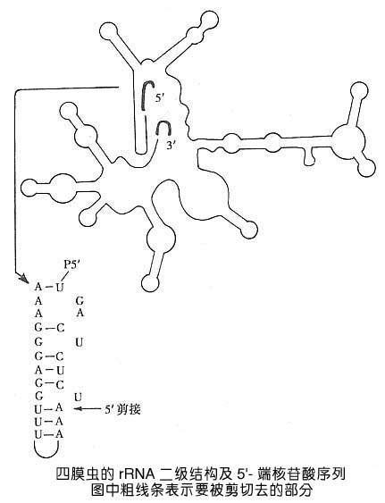 RNA加工修飾1