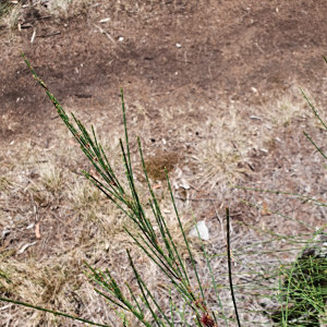 Allocasuarina portuensis