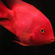 鸚鵡魚(硬骨魚綱動物) 鸚鵡魚(硬骨魚綱動物)