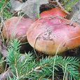 賀蘭山紫蘑菇