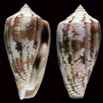 秋牡丹芋螺