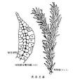 白髮蘚 白髮蘚
