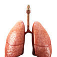 肺(人體器官)