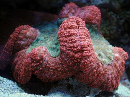 河谷腦珊瑚