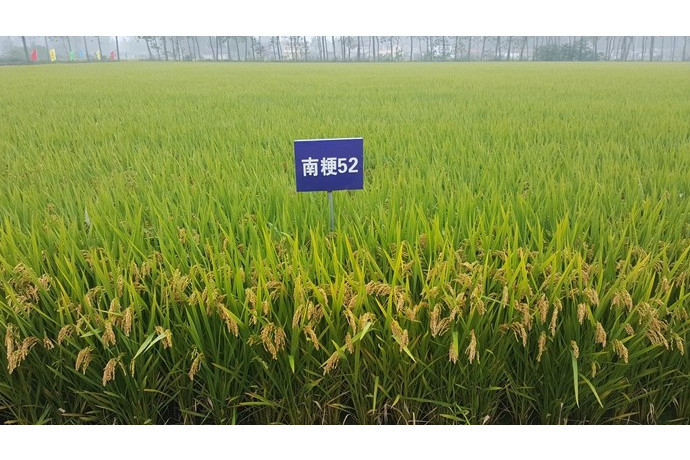 南粳52 南粳52
