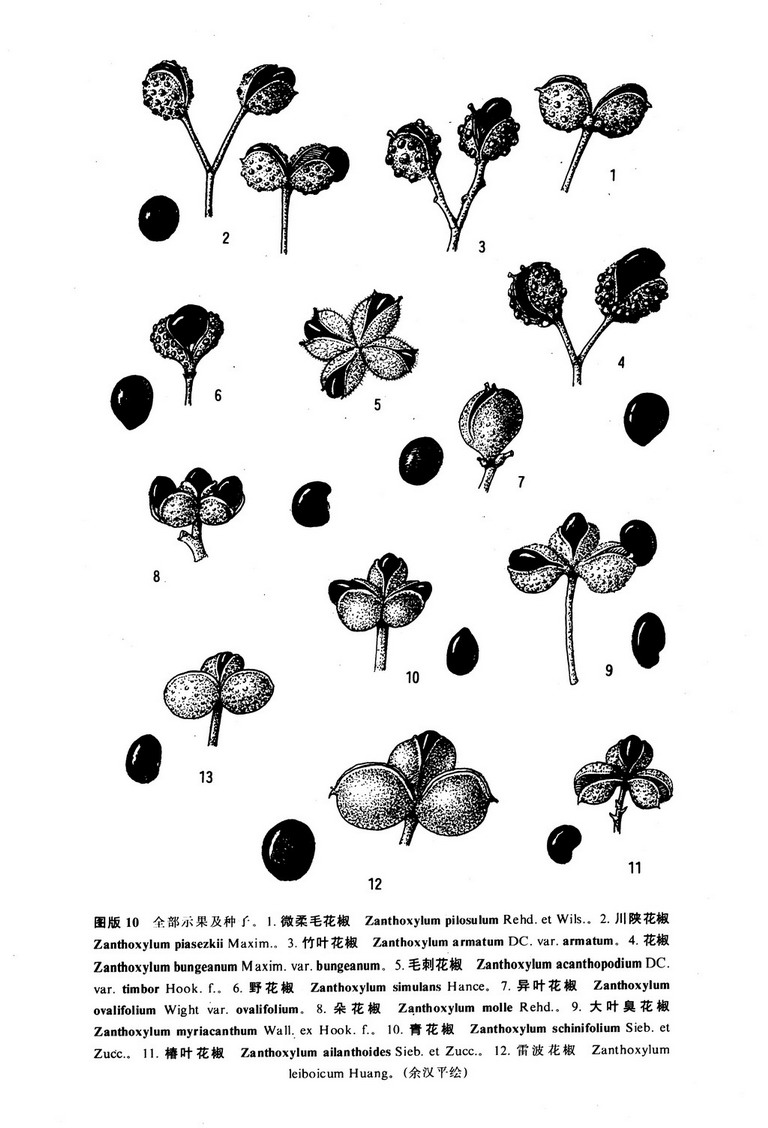 中國植物志原版墨線圖
