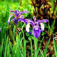 大銳果鳶尾 大銳果鳶尾