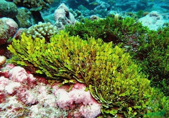 海洋藻類