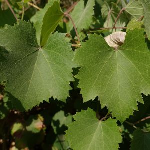葡萄(Vitis vinifera)