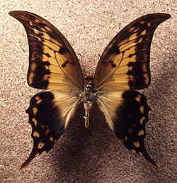 鉤鳳蝶（模式種）