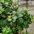 Atalantia buxifolia Atalantia buxifolia