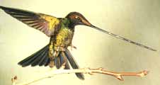 綠喉毛腿蜂鳥