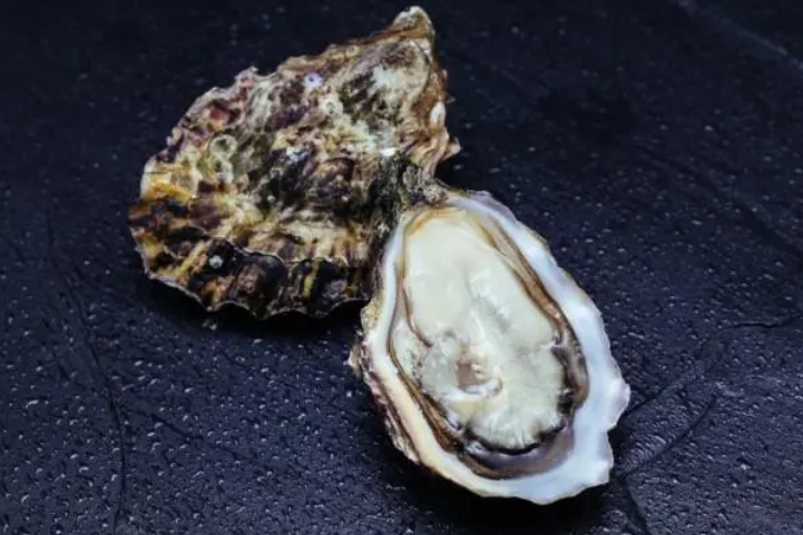 黑緣牡蠣 黑緣牡蠣