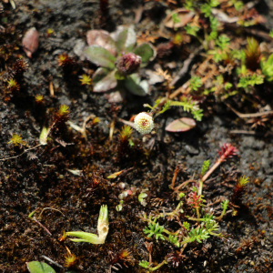 Plagiocheilus soliviformis