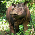 蘇門答臘犀牛(雙角犀)