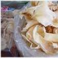 鮫魚翅(鮫鯊翅) 鮫魚翅(鮫鯊翅)