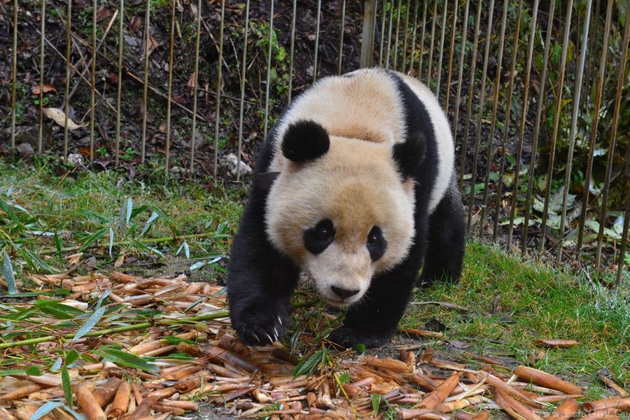大熊貓“八喜”在適應圈舍內活動