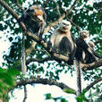 越南葉猴