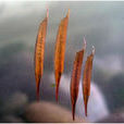 甲香魚 甲香魚