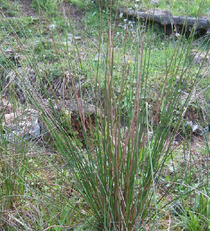 野馬蹄草 野馬蹄草