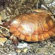 馬來西亞六椎盾龜