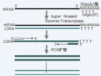 RT-PCR反應原理