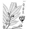 細子龍屬 細子龍屬