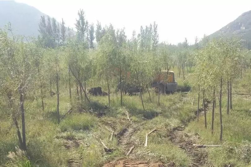 魏進河林場 魏進河林場