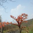 木蘭芽 木蘭芽