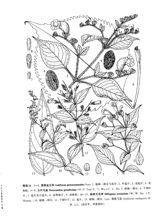 球花馬藍(爵床科馬藍屬植物) 球花馬藍(爵床科馬藍屬植物)