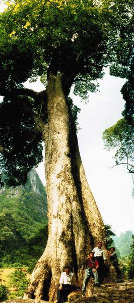 蜆木樹