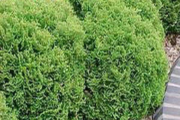 Thuja occidentalis \x27Tiny Tim\x27 Thuja occidentalis \x27Tiny Tim\x27
