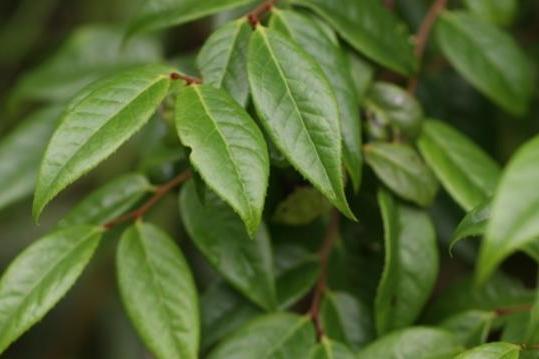 Vaccinium \x27Northblue\x27 Vaccinium \x27Northblue\x27