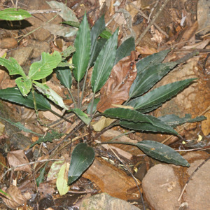 Lagenandra thwaitesii