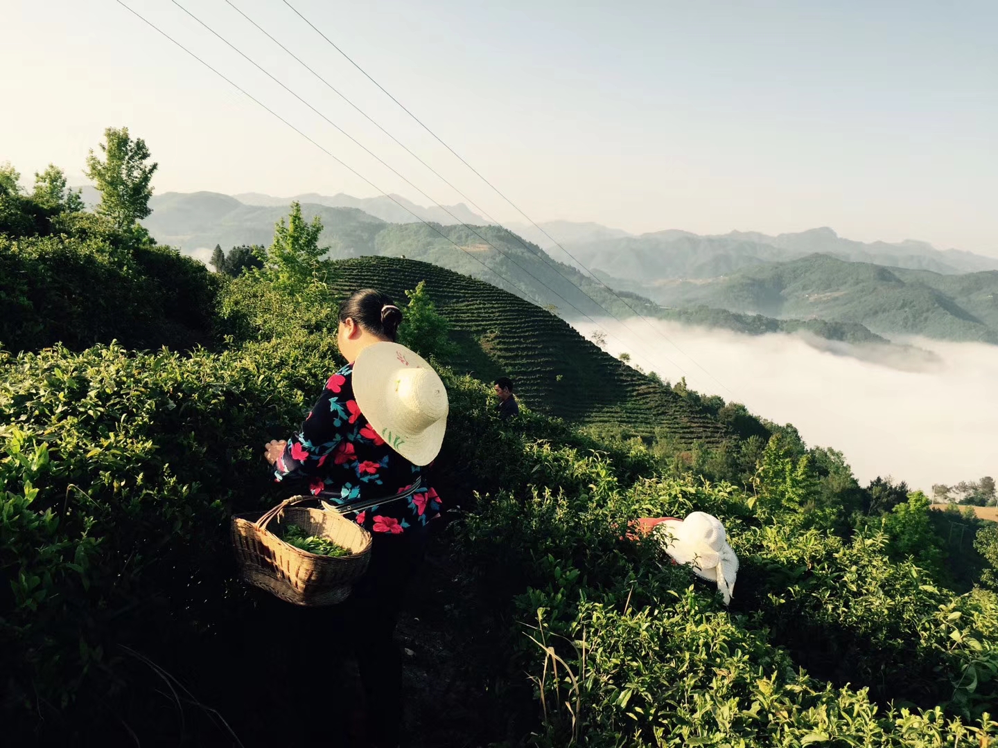 平利縣老縣鎮蔣家坪村鳳凰茶廠實景拍攝