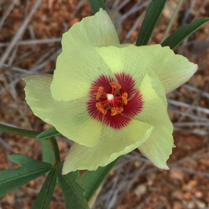 Cienfuegosia digitata